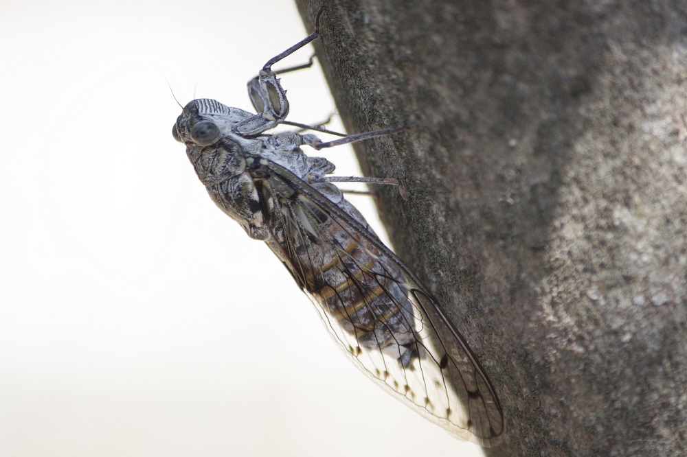 Cicada orni